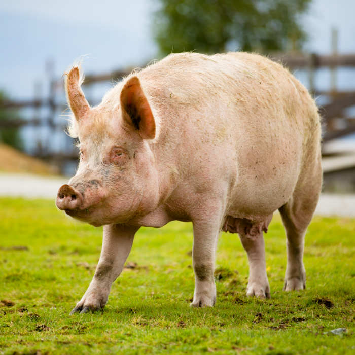 large-pig-standing-on-grassy-field-at-farm-UWN8D56.jpg